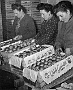 mercato ortofrutticolo - Confezionamento cassette di frutta - anni 70 (Roberto Rigon)